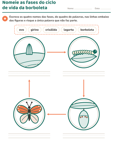 Nomeie as fases do ciclo de vida da borboleta
