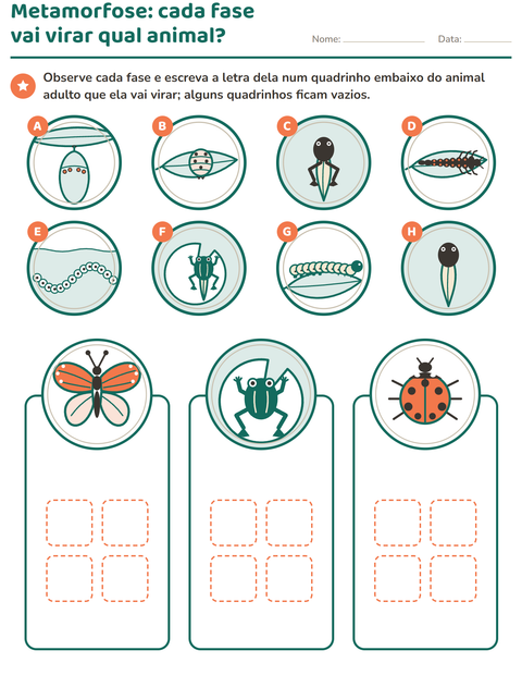 Prévia: Metamorfose: cada fase vai virar qual animal?