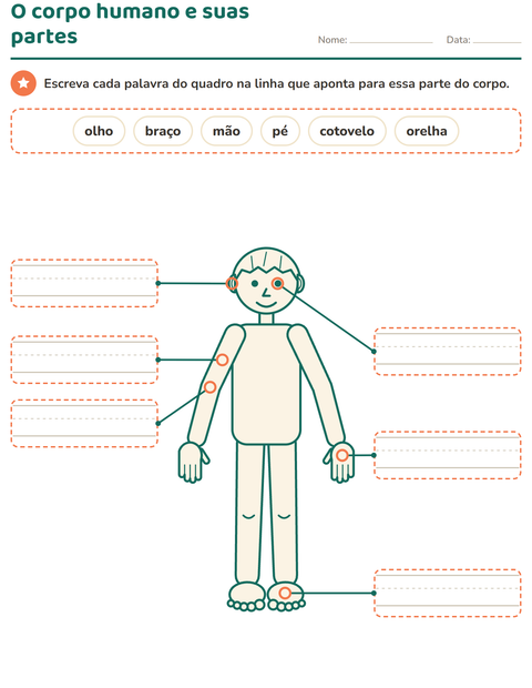 O corpo humano e suas partes: escreva cada palavra na linha certa