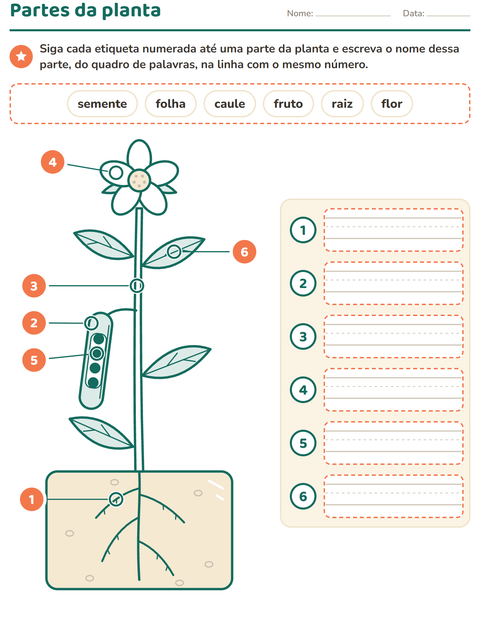 Partes da planta: raiz, caule, folha, flor, fruto e semente