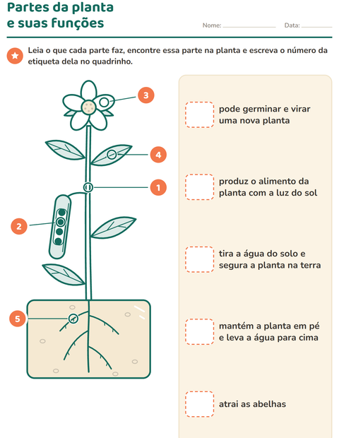 Pré-visualização da ficha de Partes da planta para 2º ano do ensino fundamental