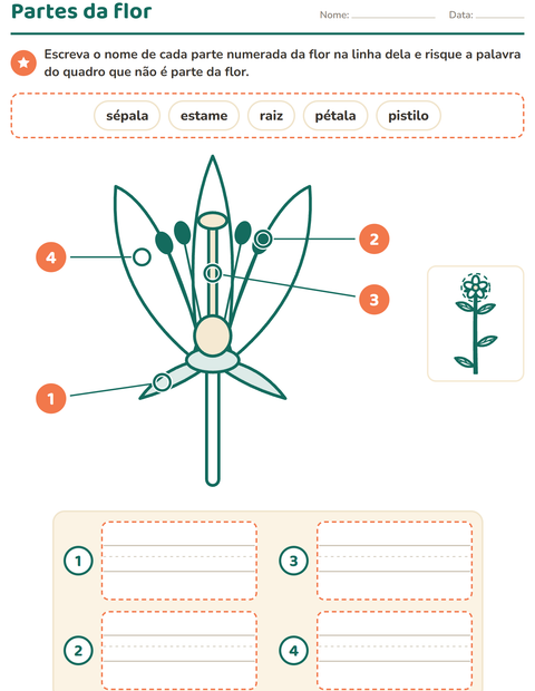 Pré-visualização da ficha de Partes da planta para 3º ano do ensino fundamental