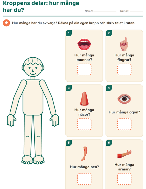 Kroppens delar: hur många har du?